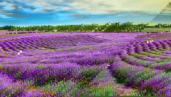 2c92808691502a34019153e6a0680826