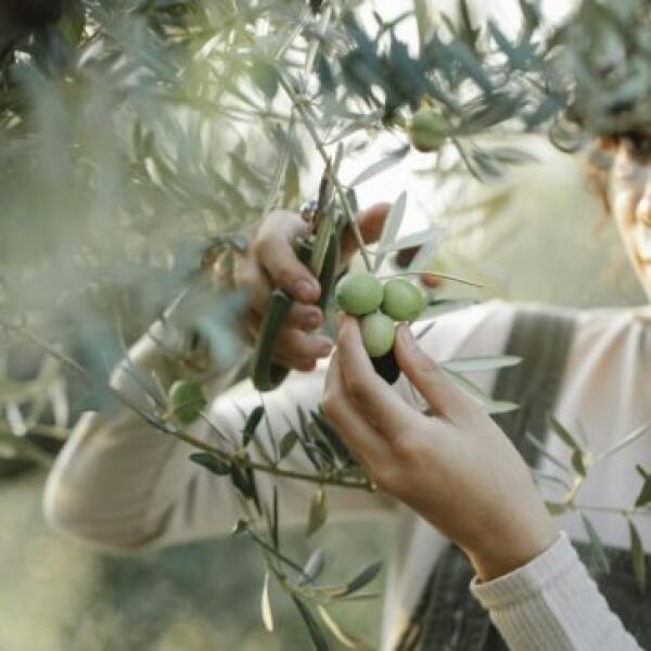 The Ultimate Andalusia Olive AgriTourism Experience in Spain